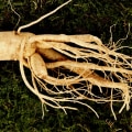 Ginseng for Anti-Aging Effects: A Comprehensive Overview